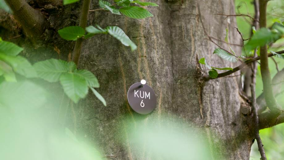 Jeder Bestattungsbaum hat eine Baumnummer - KUM steht für den FriedWald Schöcklland.