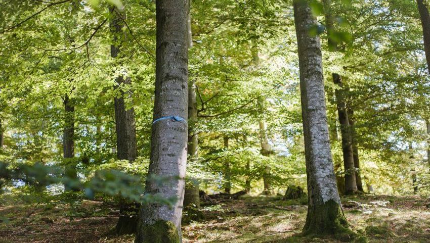 Ein freier Baum im FriedWald Schöcklland ist mit einem blauen Band gekennzeichnet.