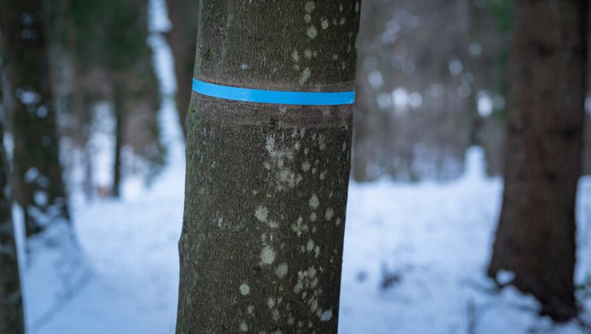 Freie Baumgrabstätten im FriedWald Schöcklland sind mit einem farbigen Band markiert.